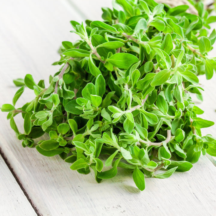 Marjoram Essential Oil Profile