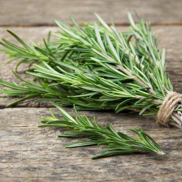 Rosemary cineol Essential Oil Profile | Naive Essentials Skin Care ...